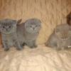 Cute Scottish Fold Kittens sale